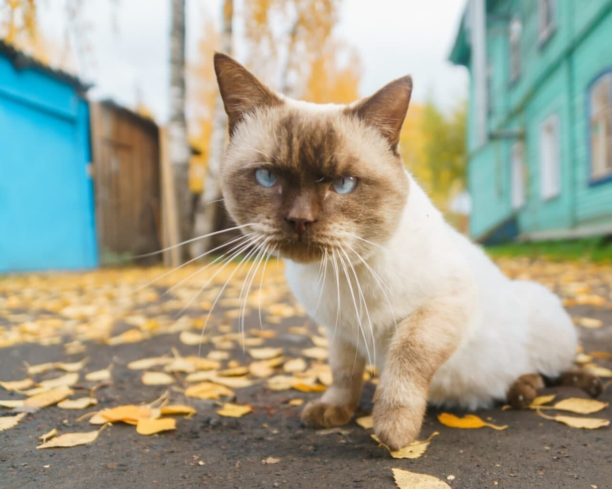 Уличных котиков пост