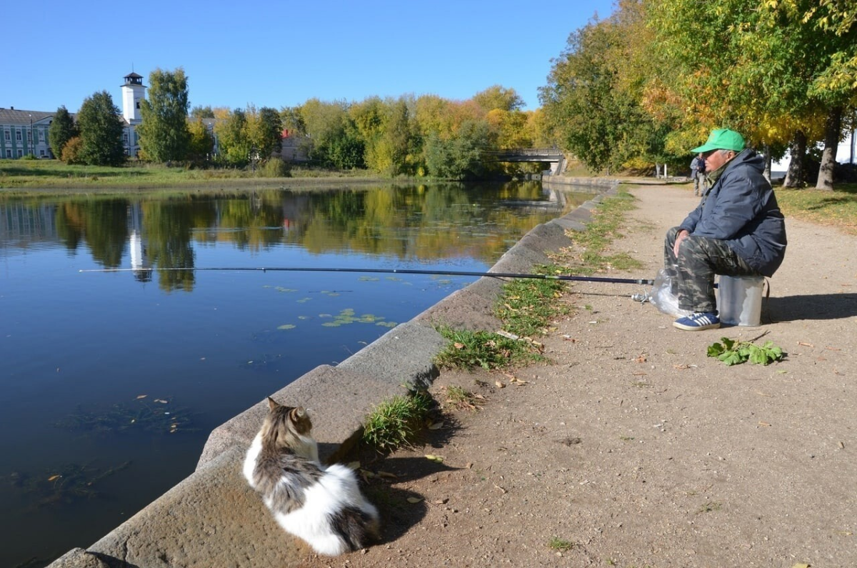 Уличных котиков пост