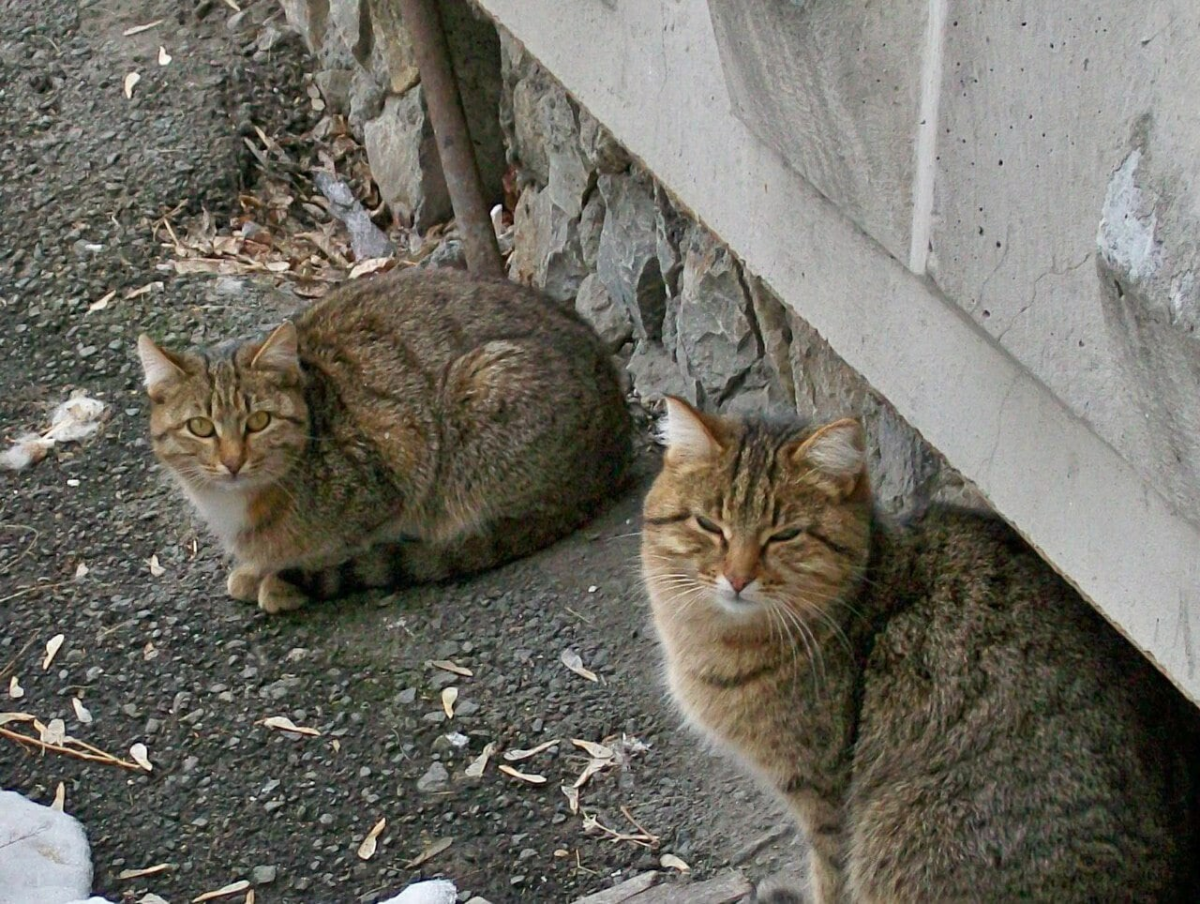 Уличных котиков пост