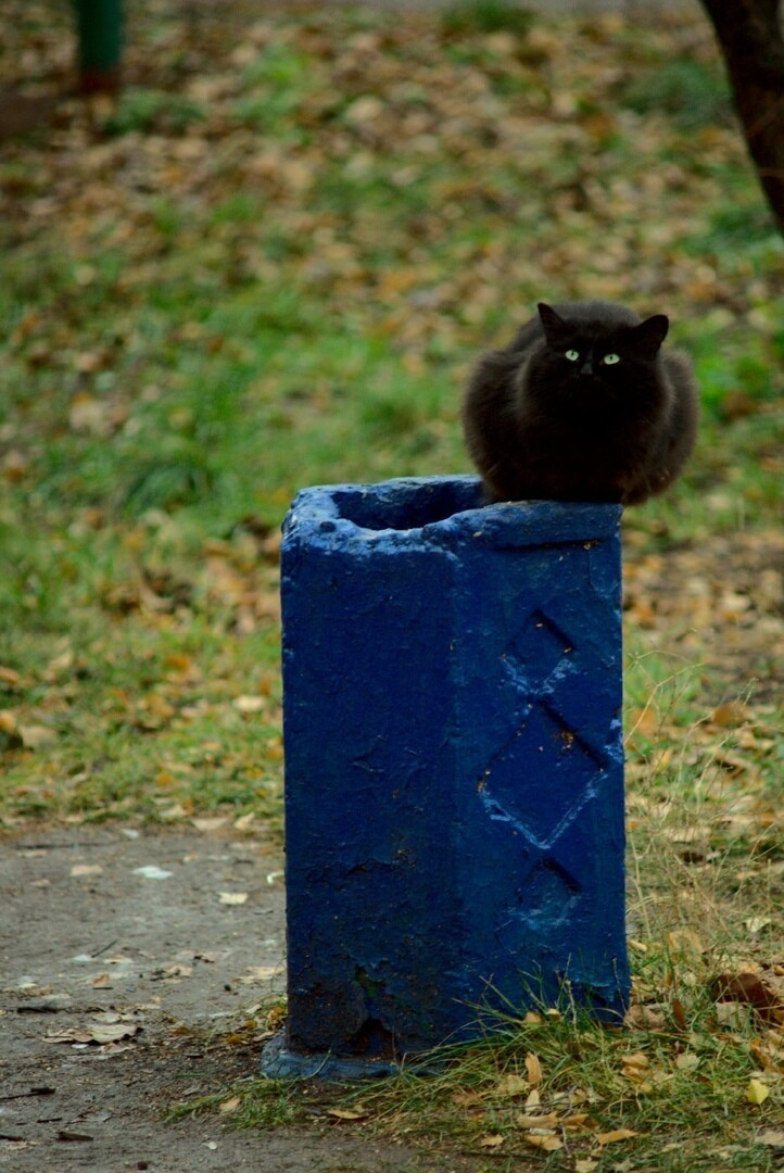 Уличных котиков пост