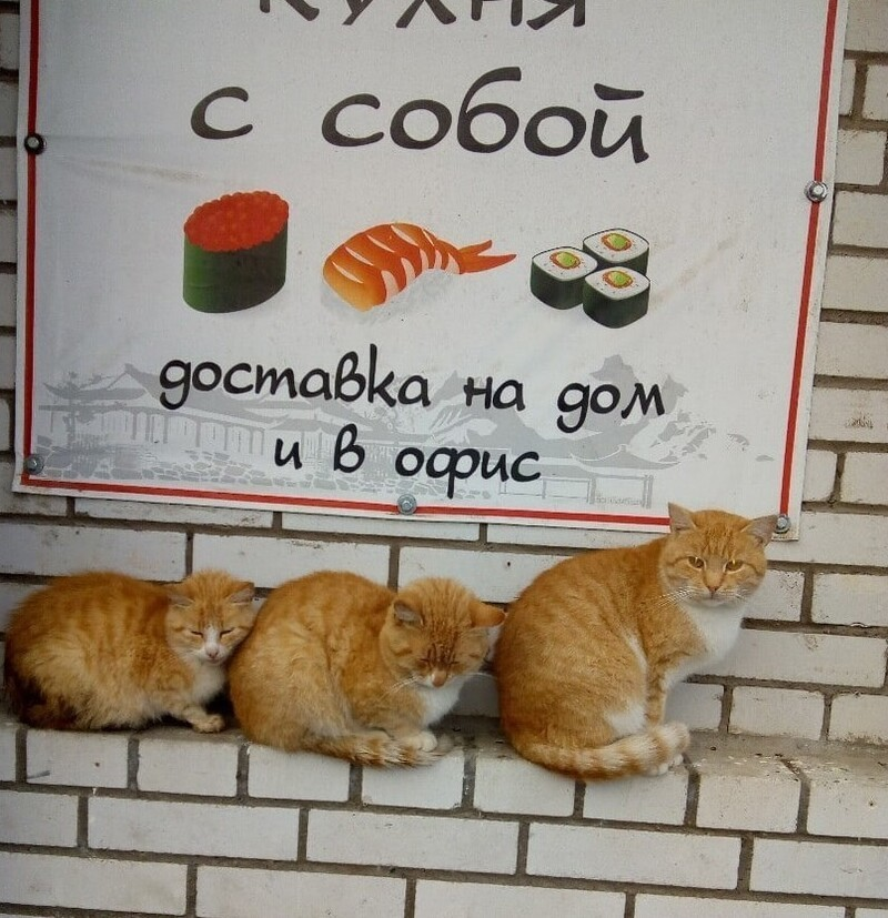 Уличных котиков пост