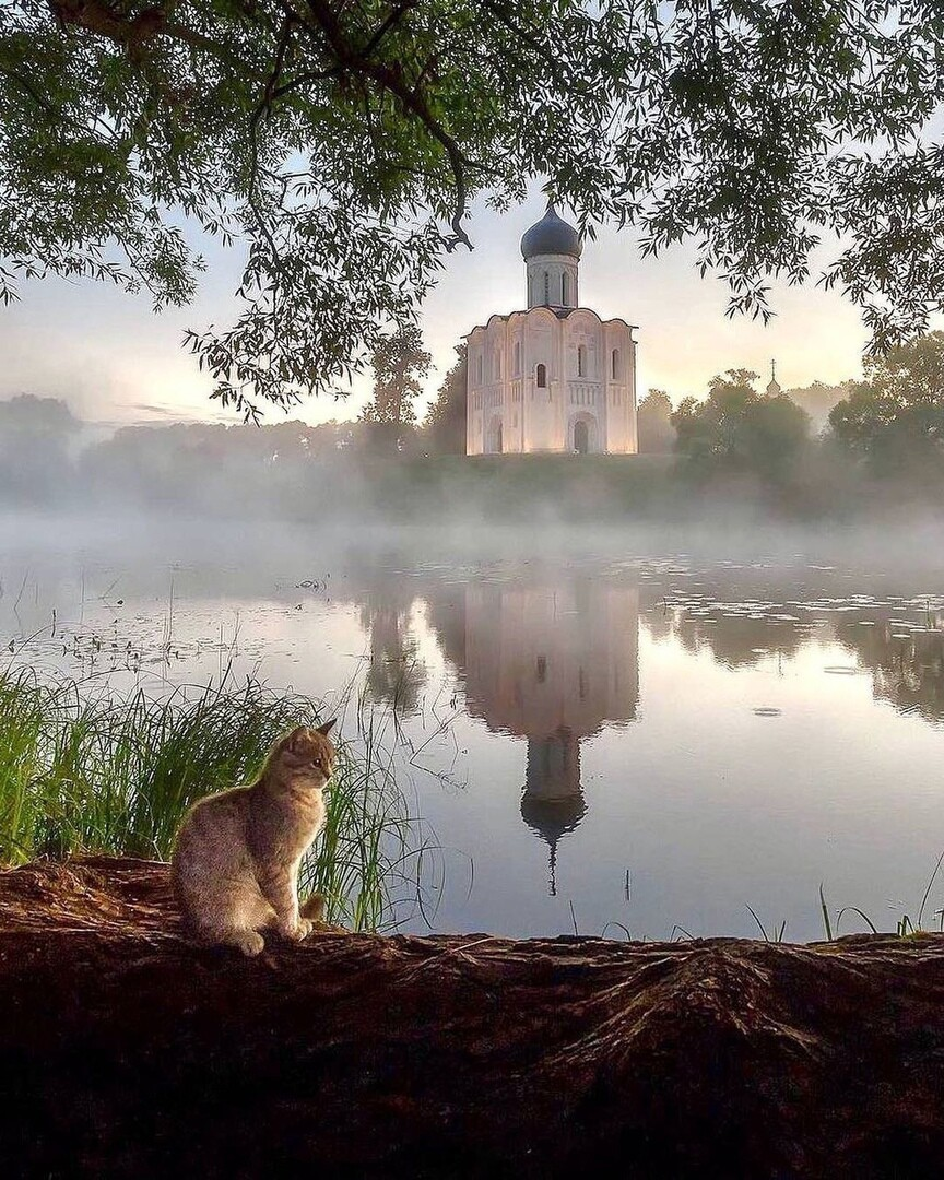 Уличных котиков пост
