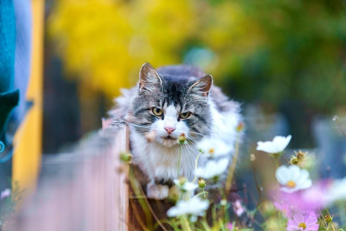 Уличных котиков пост