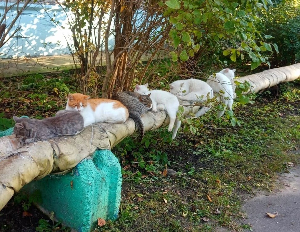 Уличных котиков пост