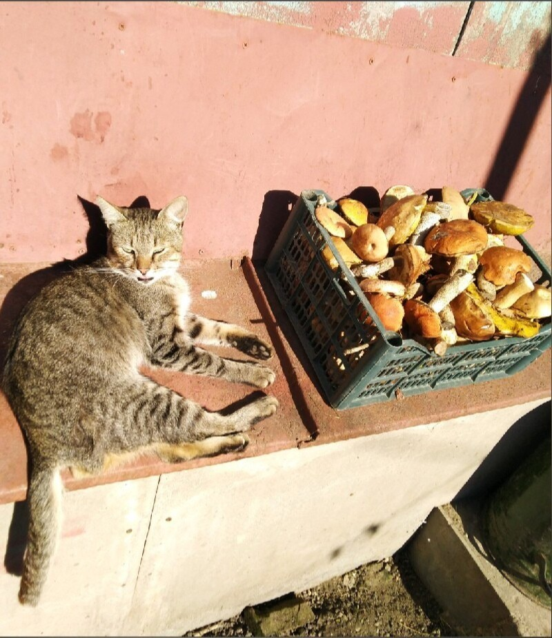 Уличных котиков пост