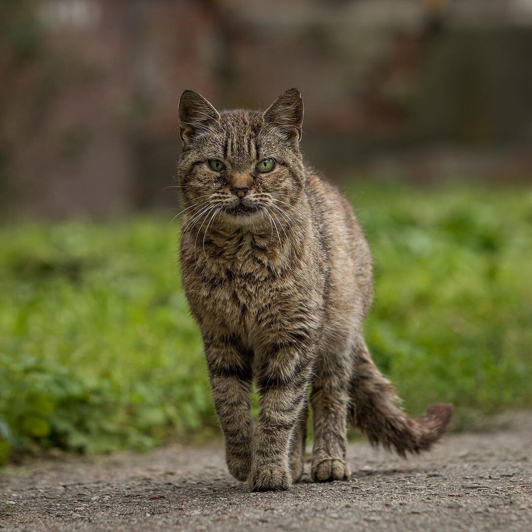 Уличных котиков пост