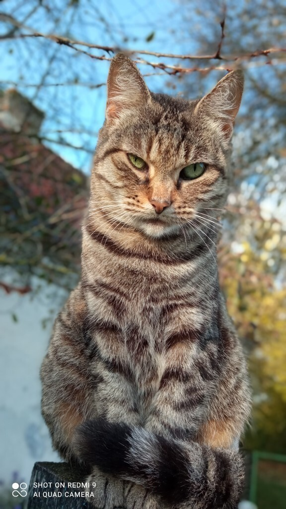 Уличных котиков пост
