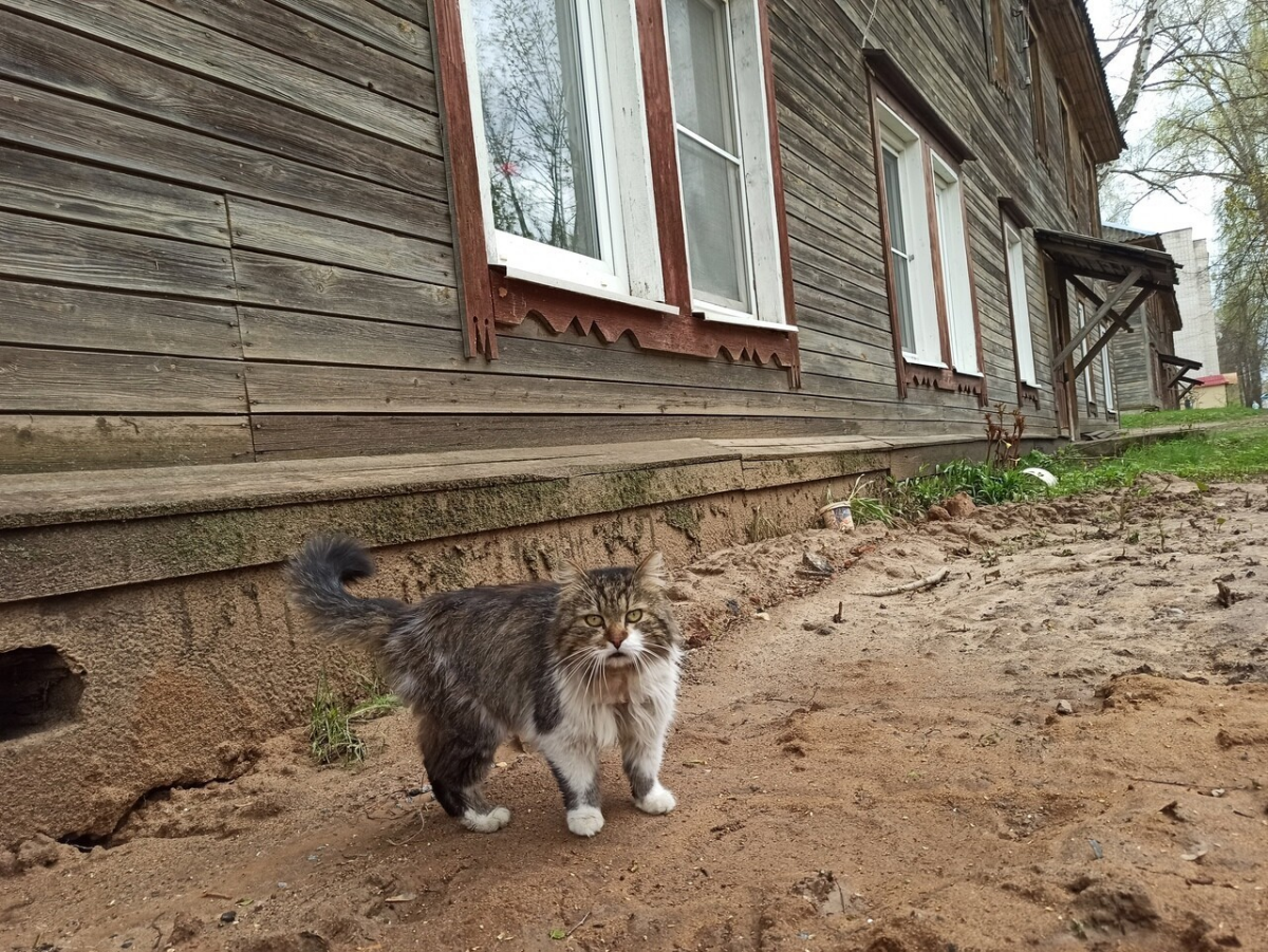 Уличных котиков пост