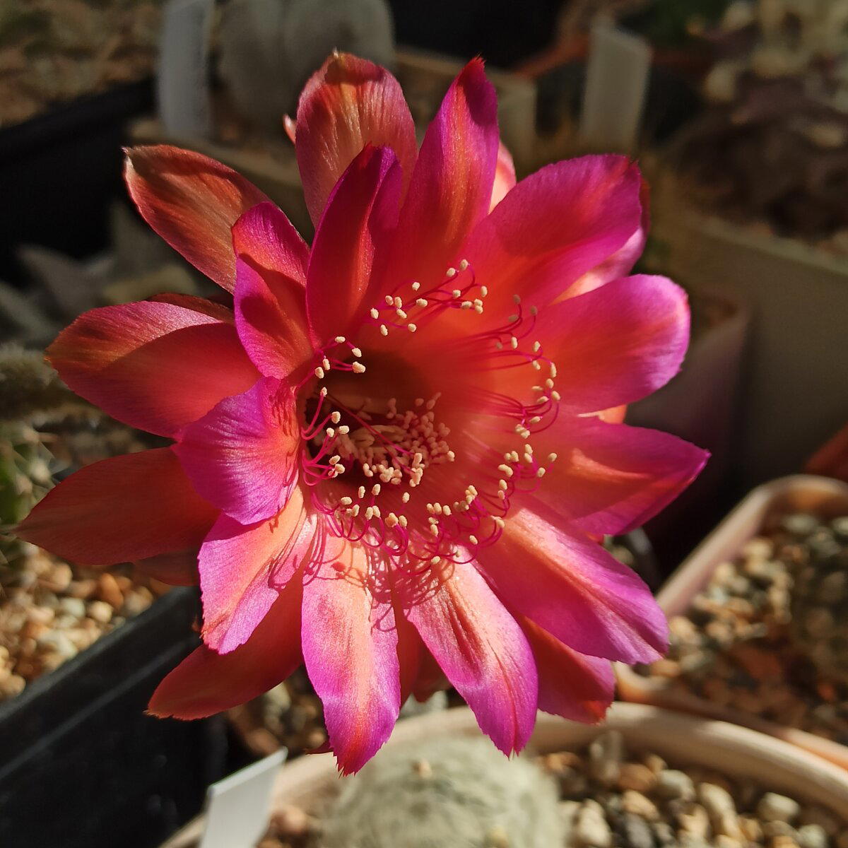 Echinopsis cv. "Raoul Wallenberg"