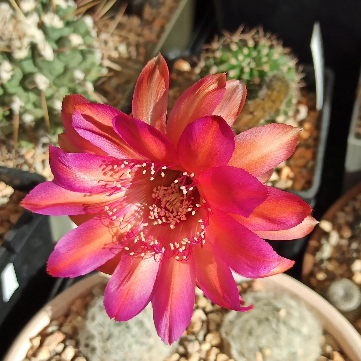 Echinopsis cv. "Raoul Wallenberg"