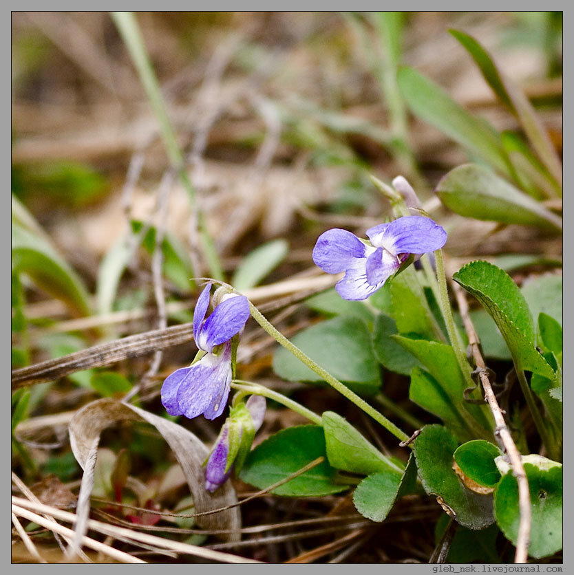 Viola rupestris
