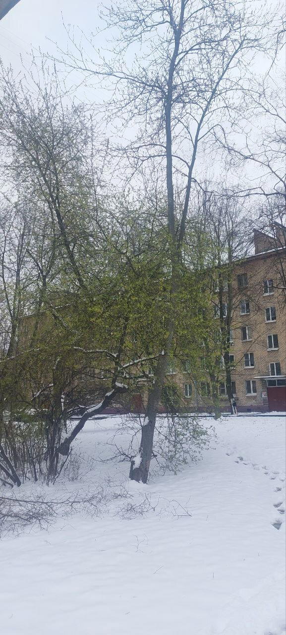 Разная весна за два дня. Фото. Много :-)