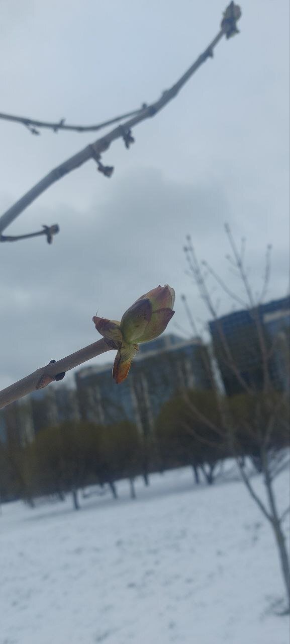 Разная весна за два дня. Фото. Много :-)