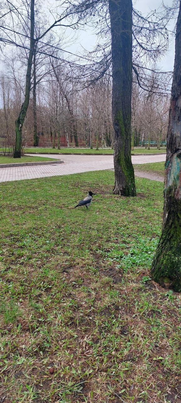 Разная весна за два дня. Фото. Много :-)