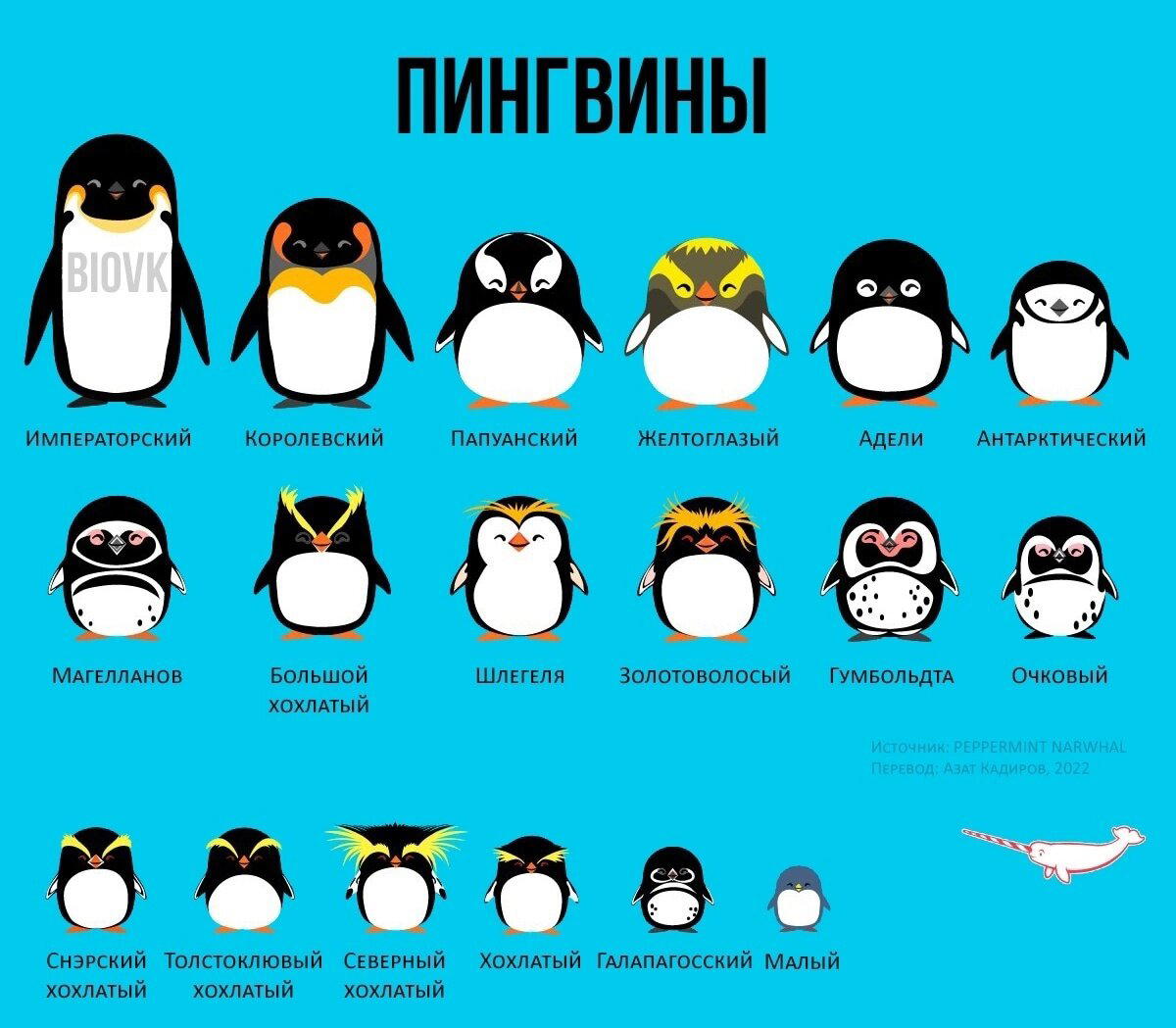 Всемирный день пингвинов