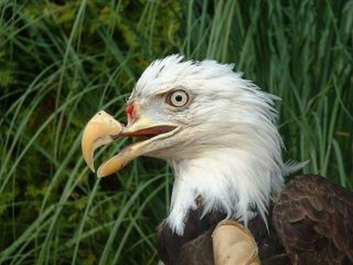 Раненому орлу изготовили протез для клюва