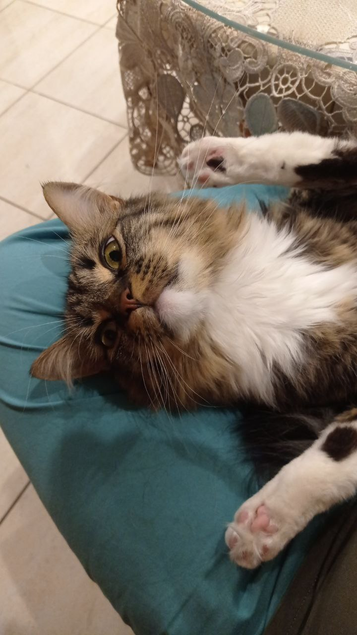 Кот, лапки, что могло пойти не так?