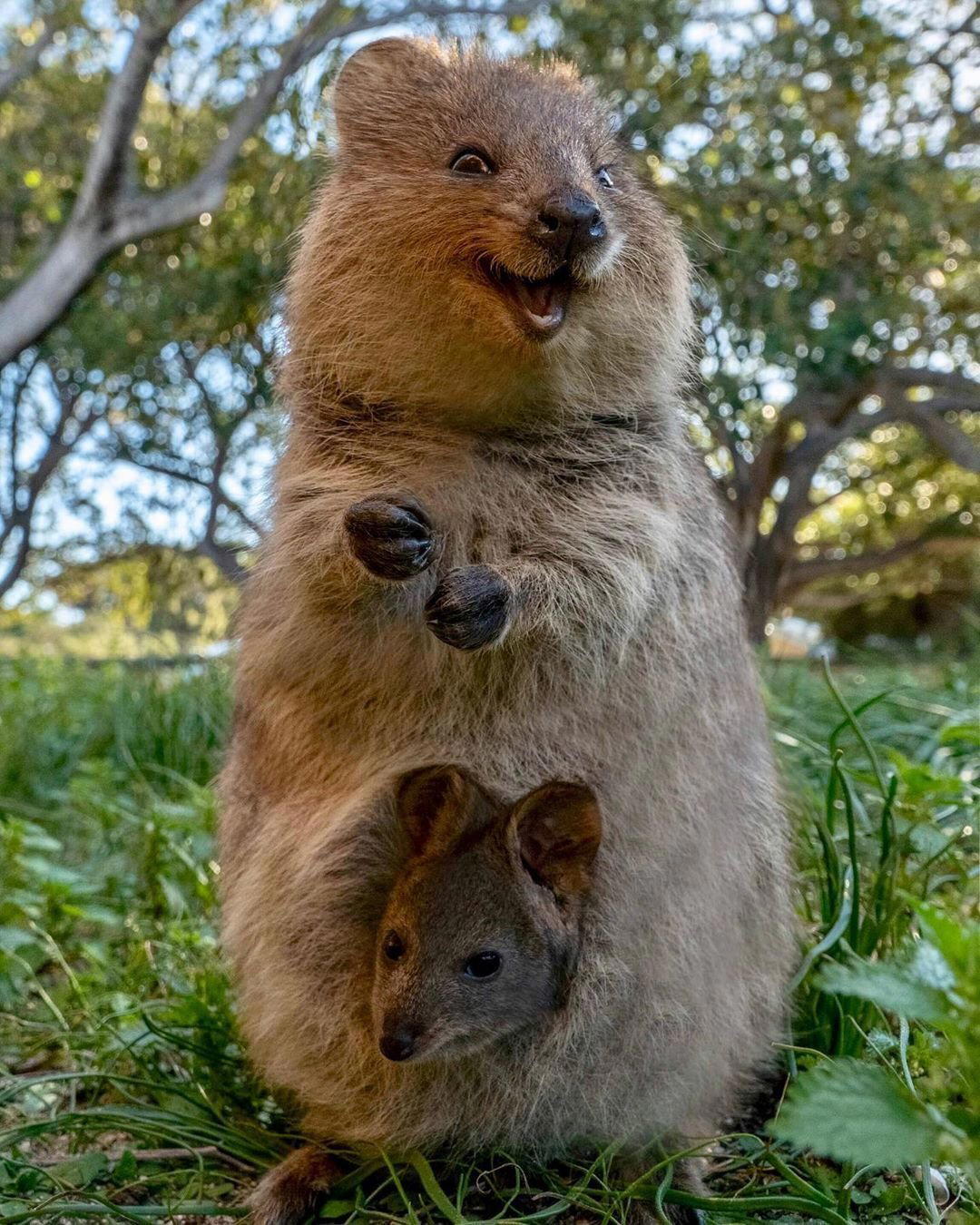 Спёрто с https://animals.pibig.info/27298-vombat-i-kvokka.html
