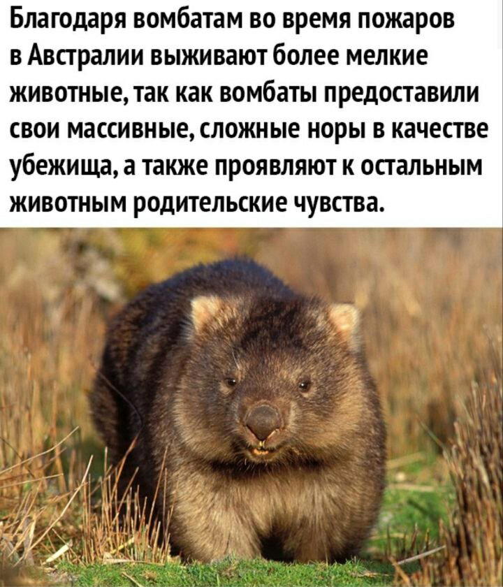 Вомбат батяня