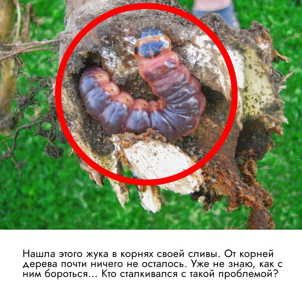 Майские жуки