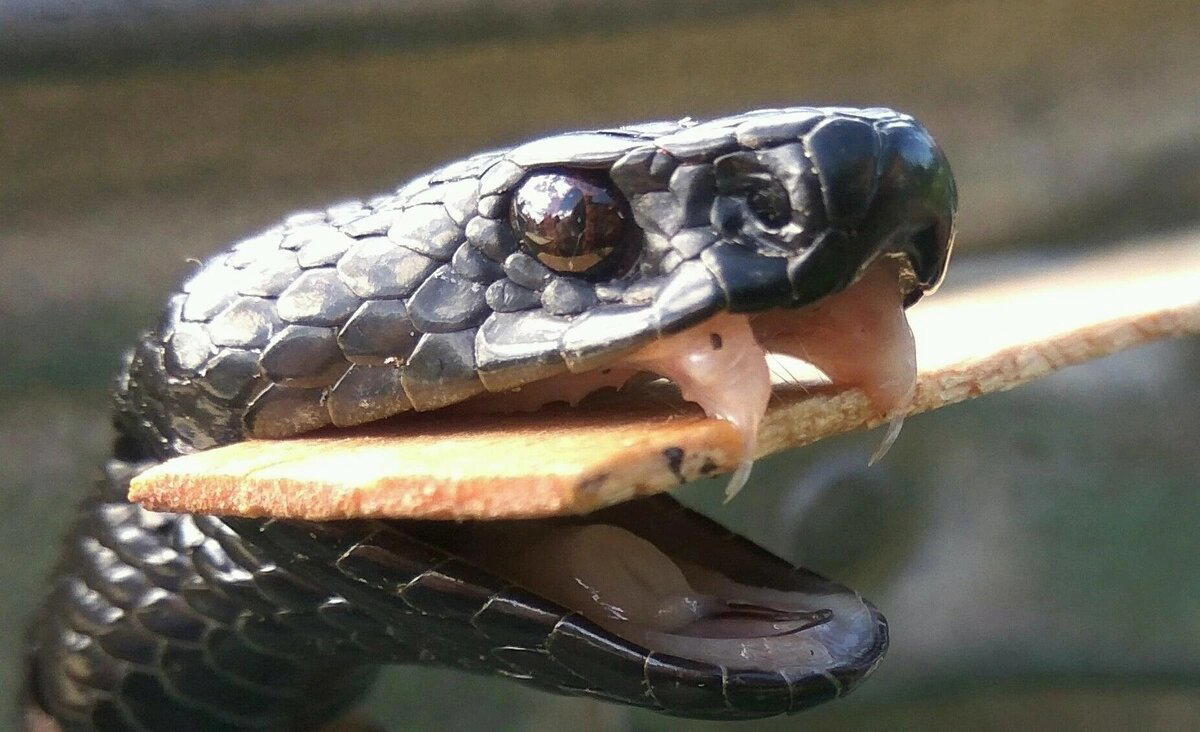 Настоящие гадюки (Vipera)