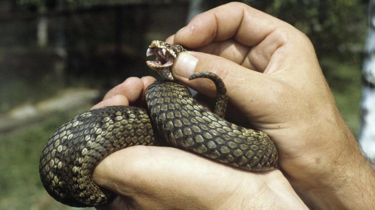 Настоящие гадюки (Vipera)