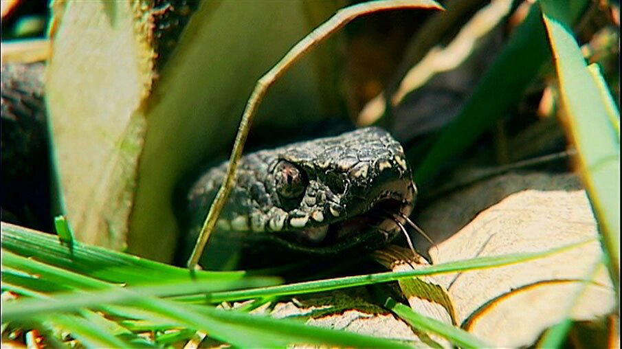 Настоящие гадюки (Vipera)