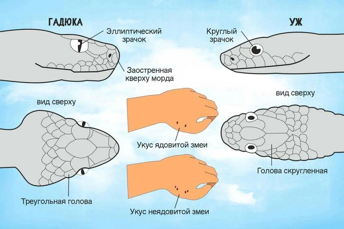 Настоящие гадюки (Vipera)