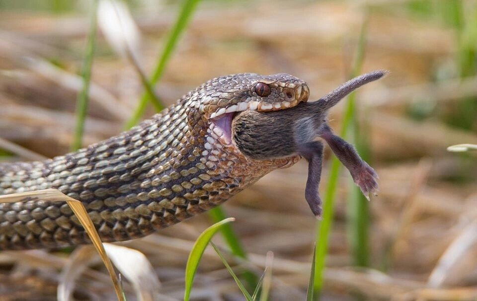 Настоящие гадюки (Vipera)