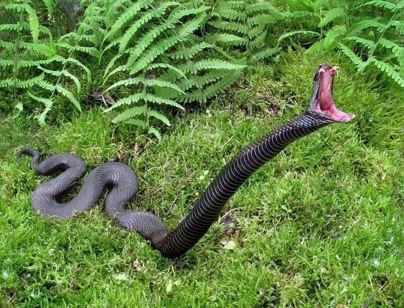 Настоящие гадюки (Vipera)