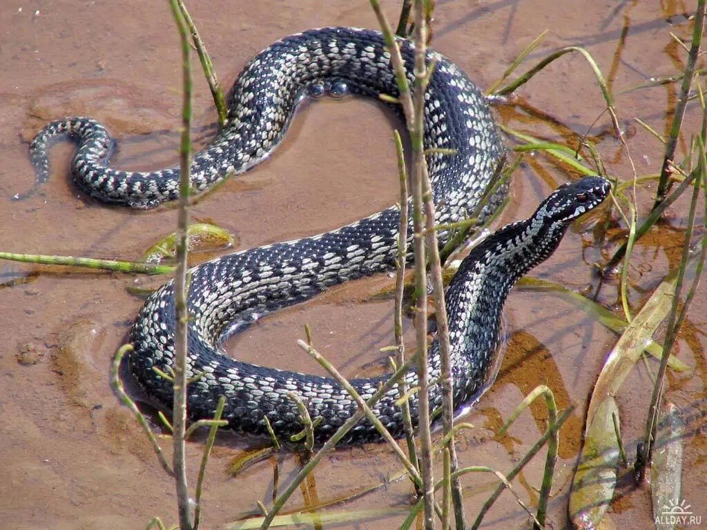 Настоящие гадюки (Vipera)