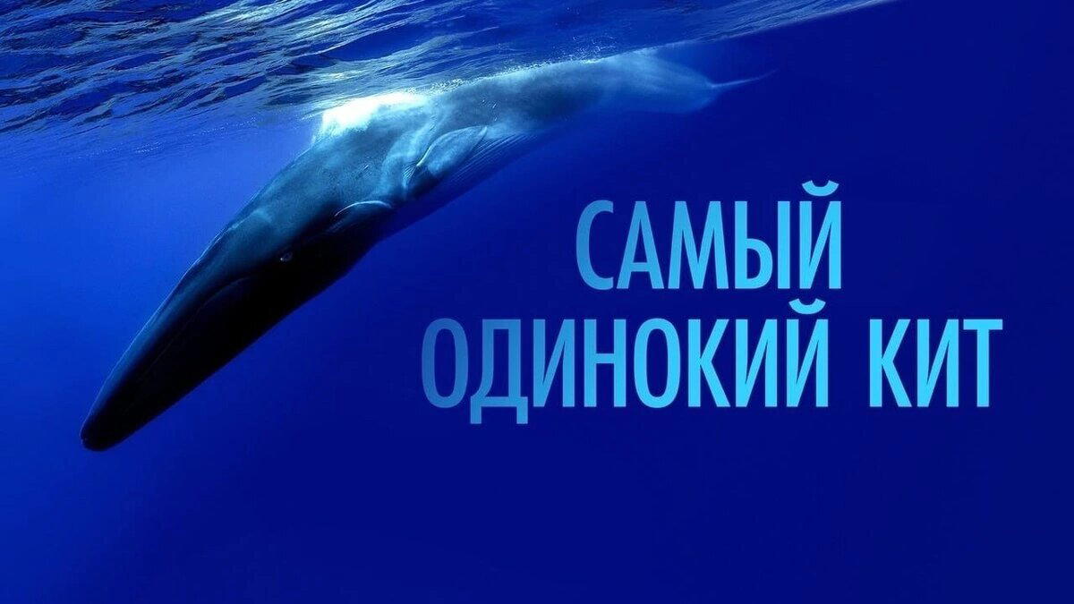 Самый одинокий кит