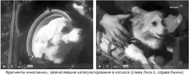 Дубликаты Лисы и Рыжика.