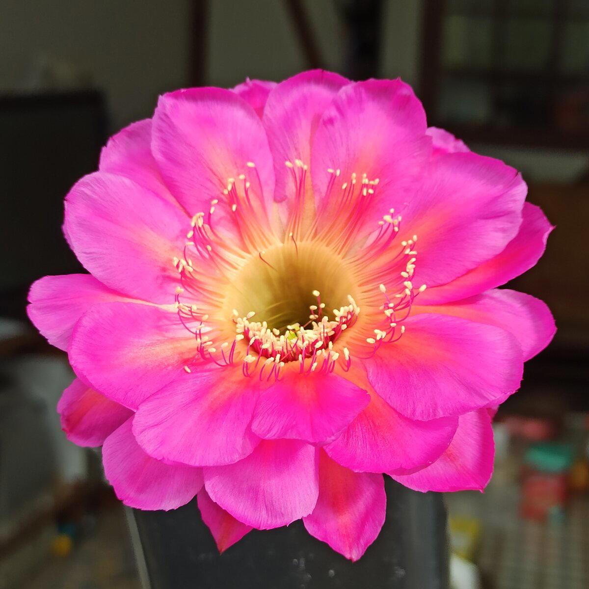 Echinopsis cv. 'Icon'