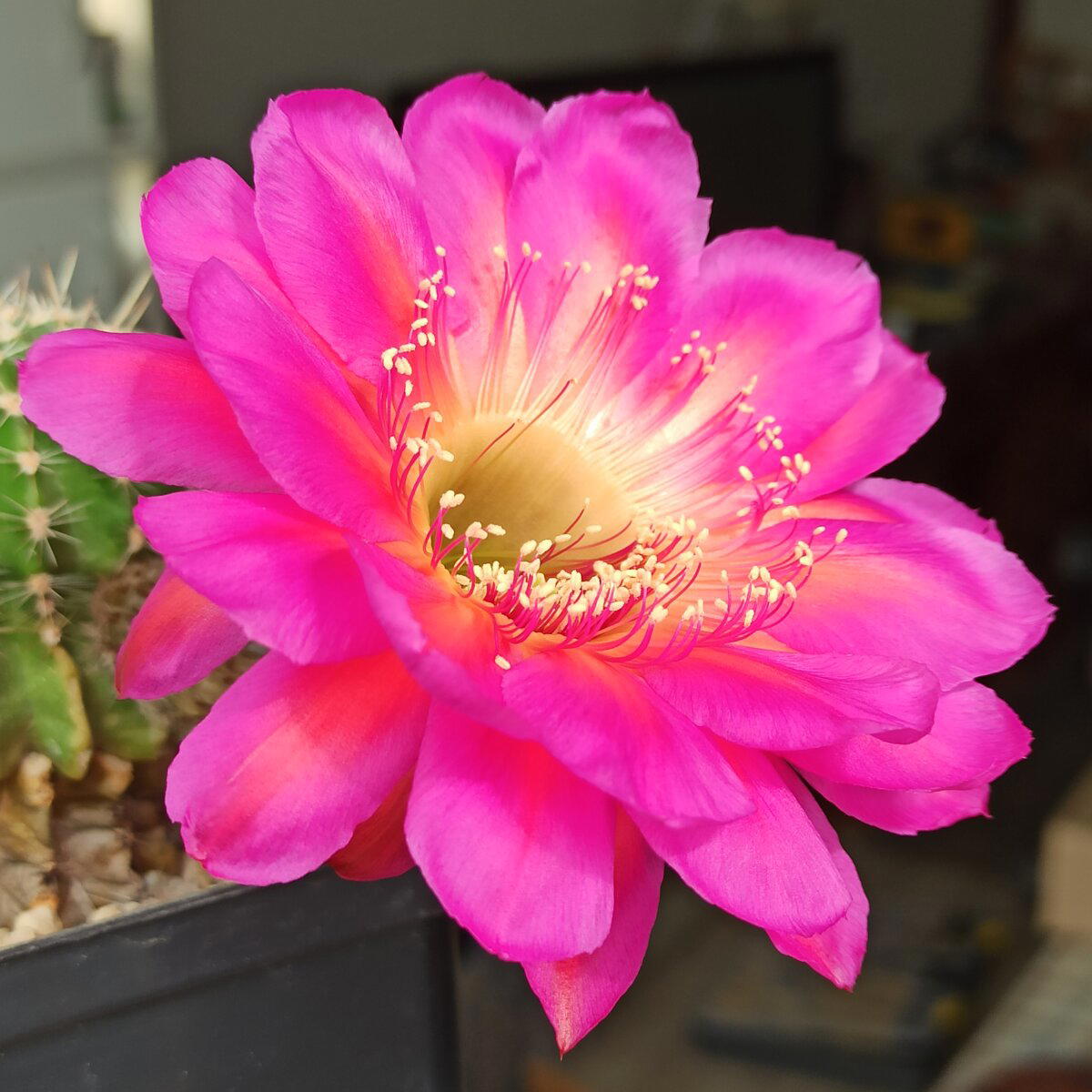 Echinopsis cv. 'Icon'