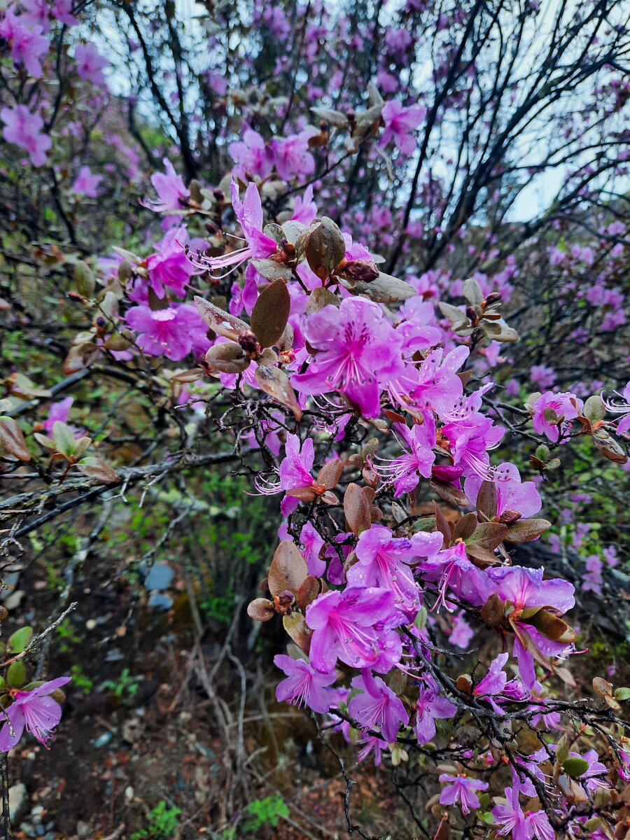 Рододе́ндрон Ледебура (лат. Rhododendron ledebourii), или Мара́льник, рододендрон даурский.