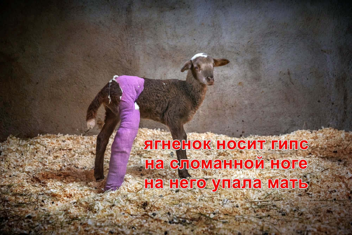 мимими