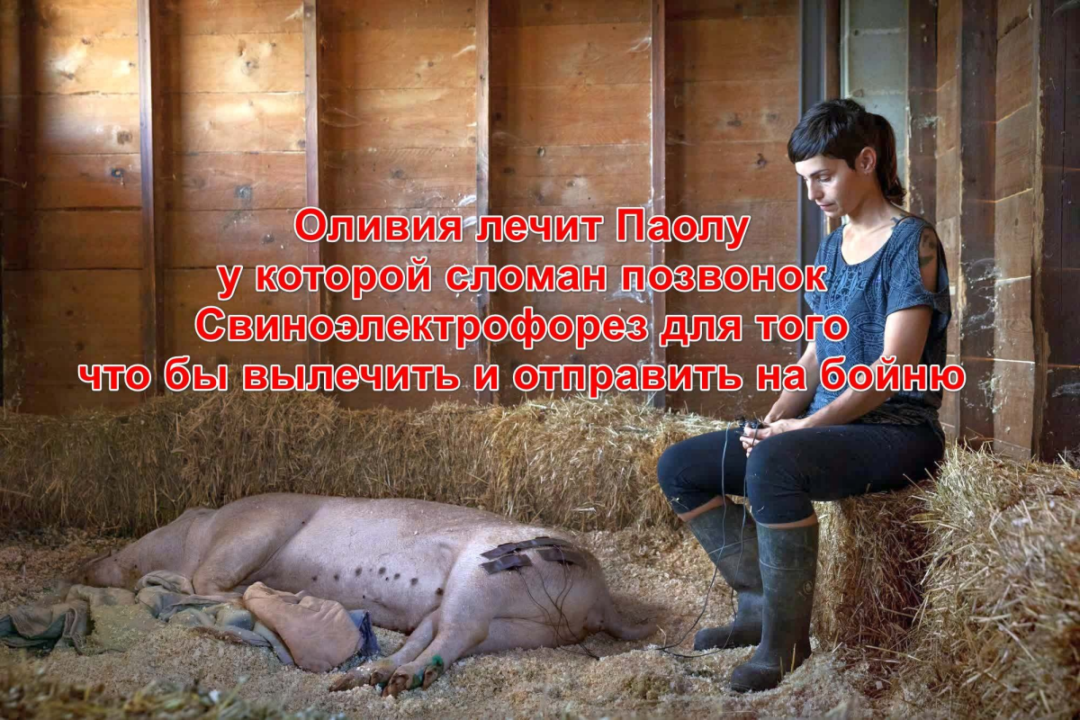 мимими