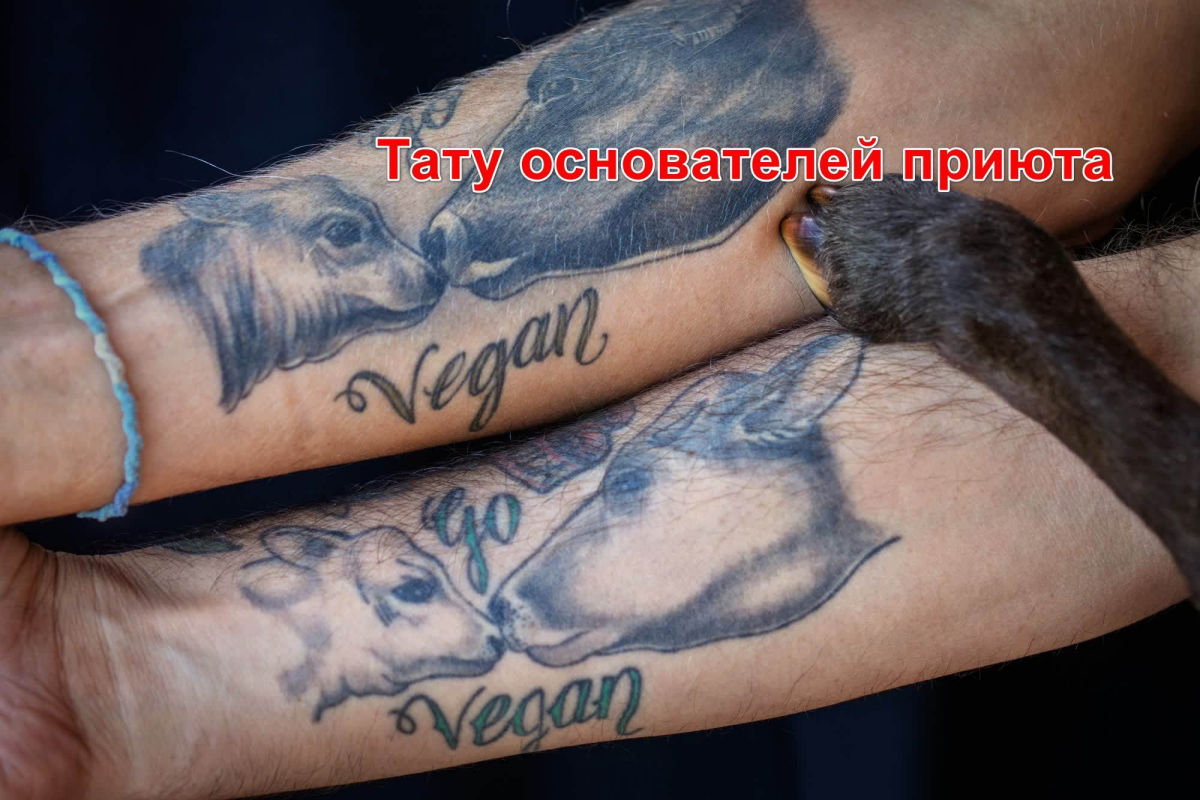 мимими