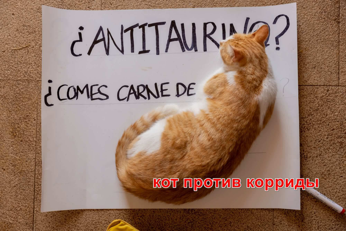 мимими