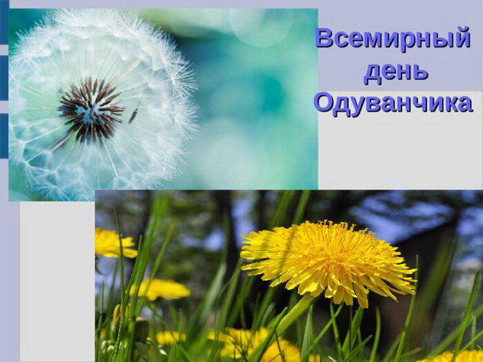Всемирный день одуванчика