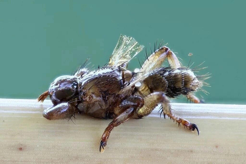 Кто же ты, воин?