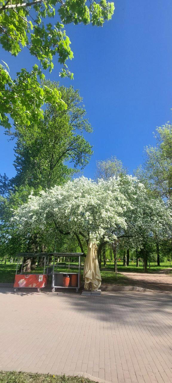Цветём и пахнем. Фото.