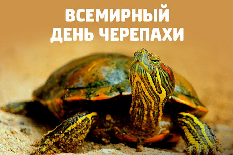 Всемирный день черепахи