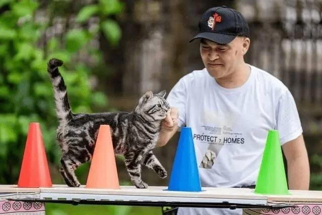 Кот-скейтер из Китая попал в Книгу рекордов Гинесса: он проехал десять метров за 12.85 секунд