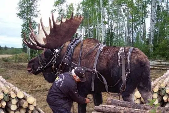 Пример того, как люди находят себе друзей и помощников, даже живя в лесу
