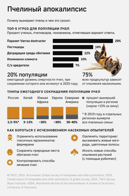 Небольшая инфографика о ситуации с пчёлами.