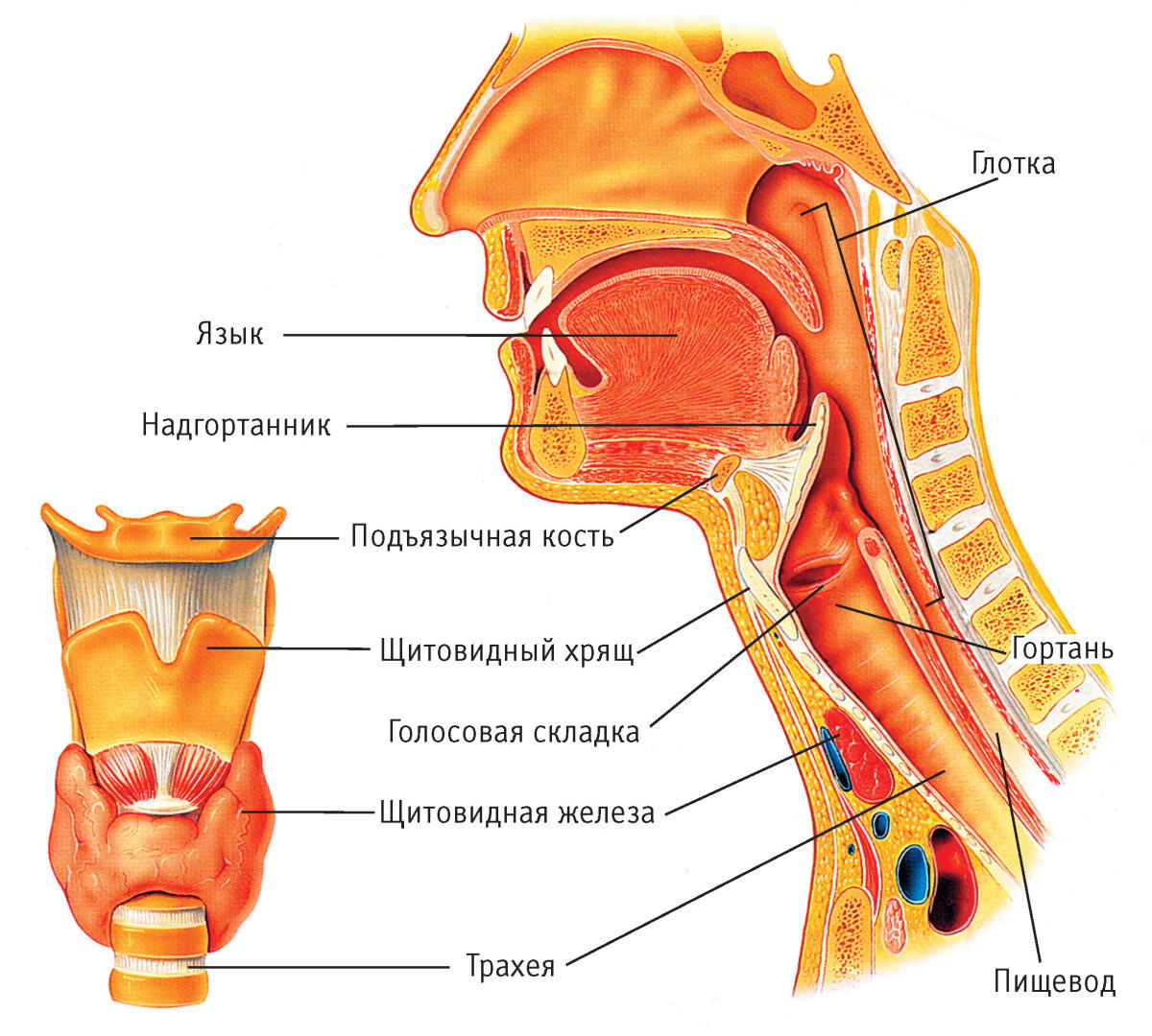 Урок №33. Глоточное и гортанное кровотечения