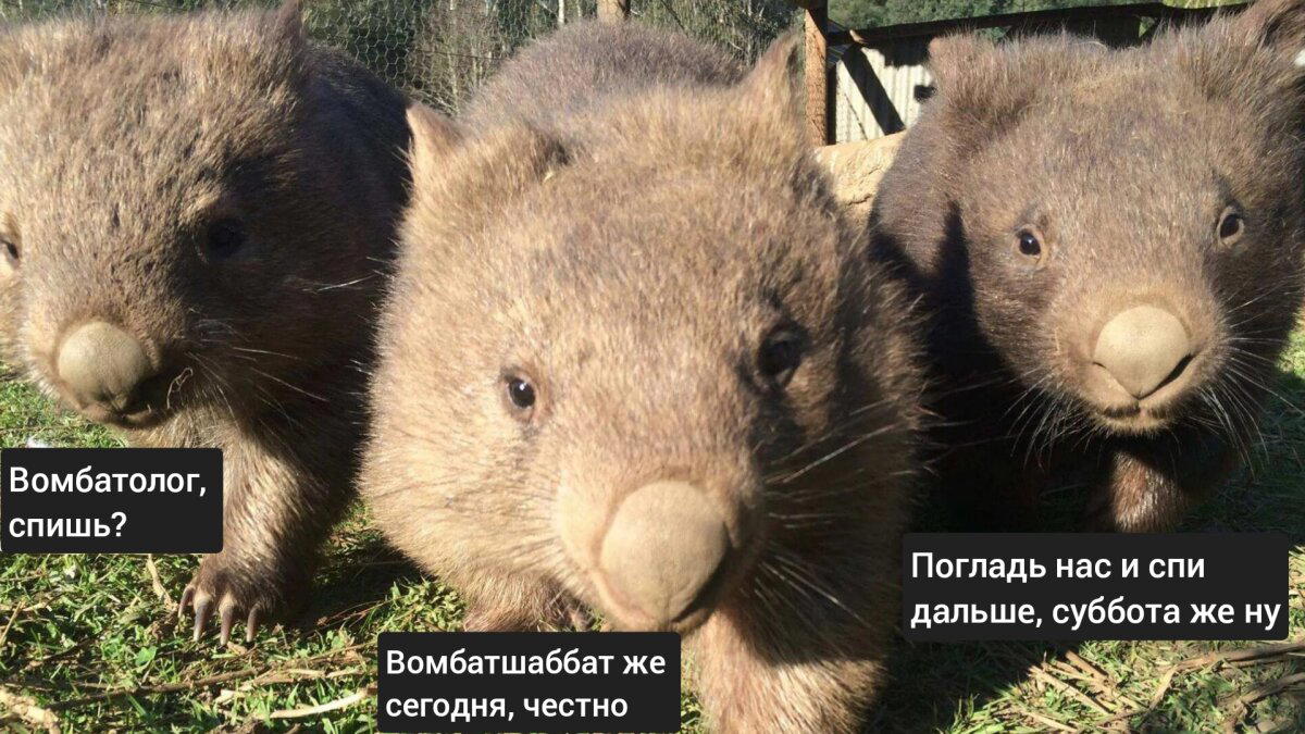 Кого-то они напоминают