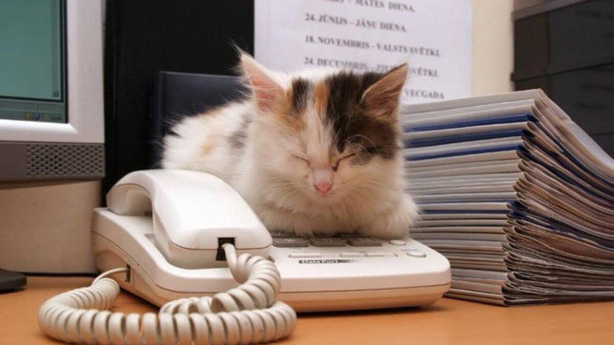 Может роботы и могут трудиться за человека, но котики у которых есть работа — незаменимы!